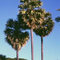 Borassus flabellifer