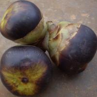 Borassus flabellifer