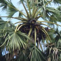 Borassus flabellifer