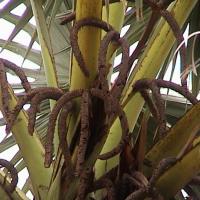 Borassus flabellifer