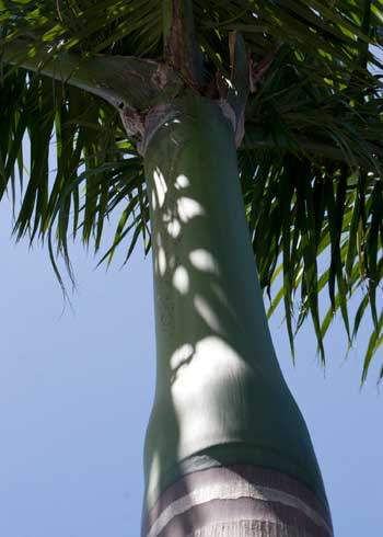 Roystonea regia (Cuban royal palm, Florida royal palm)