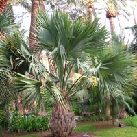 Sabal maritima
