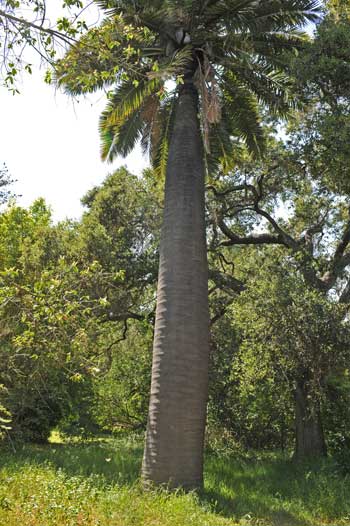 Jubaea chilensis (Chilean Wine Palm) Jubaea chilensis (Chilean Wine Palm)