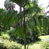 Areca triandra