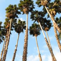 Washingtonia robusta