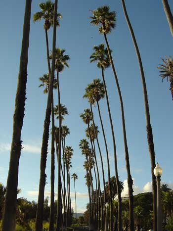 Washingtonia robusta (Mexican Fan Palm)