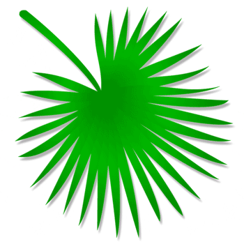 Palmate palm leaf shape Palmate palm leaf shape
